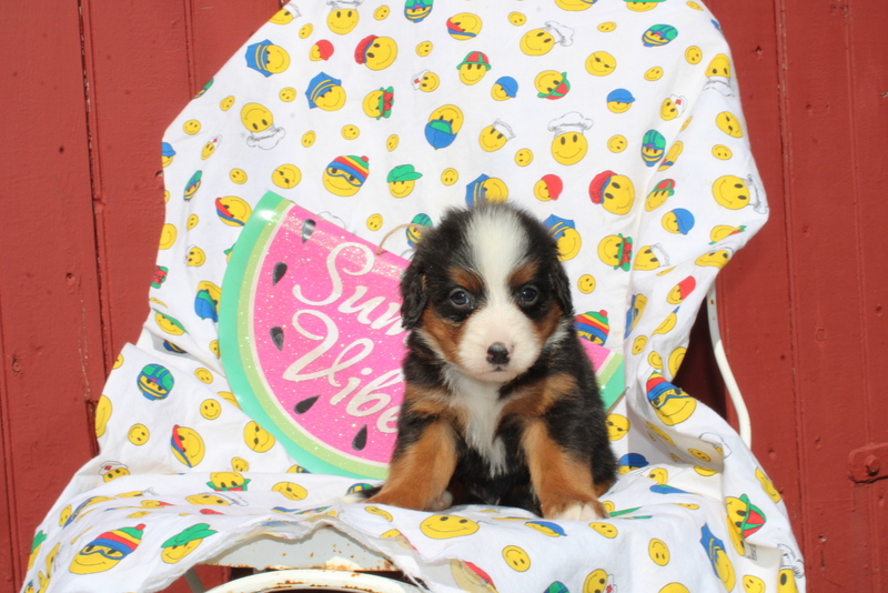 puppy, for, sale, Mini Bernedoodle F2, Matthew B. Stoltzfus, dog, breeder, Gap, PA, dog-breeder, puppy-for-sale, forsale, nearby, find, puppyfind, locator, puppylocator, aca